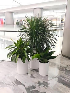 宁波江北绿植出租设计，为空间添一抹自然清新